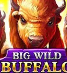 Big Wild Buffalo